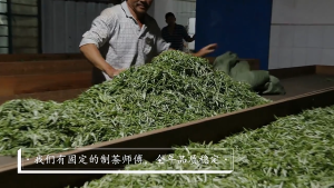 Trà Phổ nhĩ Vân Nam phổ nhĩ sống Băng Đảo phẩm cao cấp 200g nguyên liệu đầu xuân 2021 puer tea