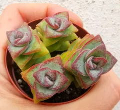 多肉植物  ❤️マディバ ❤️ 饺子皮❤️1大頭15cm拔キ苗 马迪巴/饺子皮Echeveria madiba / pink lips (6-7cm) RM16.90