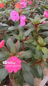 Tanaman Hias Bunga Impatiens Walleriana Orange Iriancis Orange