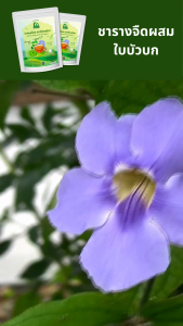 ชารางจืดผสมใบบัวบก ชาสมุนไพร ตราไร่กฤติยา สูตร 17