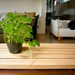 📢📢 แว่นแก้ว บัวแก้ว บัวจิ๋ว ไม้อวบน้ำ ต้นไม้ฟอกอากาศ ต้นไม้มงคล ไม้น้ำเลี้ยงง่ายไบสวยงาม