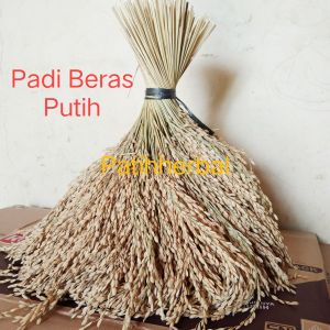 Padi Beras Putih Bertangkai Panjang Asli Per 60 Tangkai