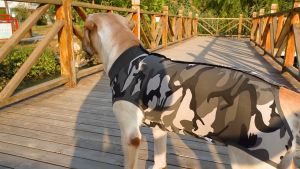 Áo chống liếm cho Chó lớn áo cai sữa màu sọc xanh (đo kích thước trước khi chọn size) - Love Pets Shop