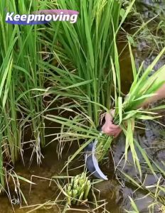 เคียว เคียวเกี่ยวข้าว เคียว ให้เลือก 60/40cm เคียวเกี่ยวหญ้า เคียวตัดกิ่งไม้ เหล็กแมงกานีส คม แข็งแรง