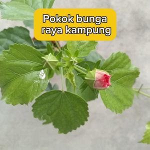 Pokok Bunga Raya Kampung Pokok Bunga Hidup Pokok Hiasan Luar Rumah Outdoor Live Plant SHS Kebun