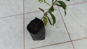 ต้นเพี้ยฟาน และต้นมะดัน สมุนไพรไทย ไม้หายาก มีสรรพคุณมากมาย เจ้าของสวนขายเอง AT805F