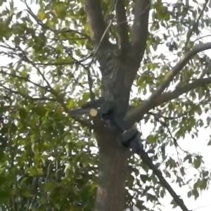 👍🏻👍🏻NERE Telescoping Pole Electric Chainsaw High Branch Saw Fruit Tree Shears Garden Pruning Tool 高枝锯