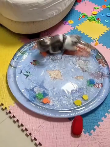 สัตว์เลี้ยงเสื่อน้ำ ที่นอนเย็น เบาะน้ำพองลม 3 มิติ พร้อมปูปลาดุ้กดิ้กในน้ำ เบาะเป่าลม ของเล่นแมว