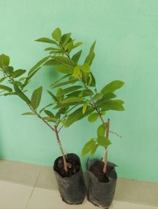 ต้นน้อยหน่าหนัง เขียวเกษตร แบบเสียบยอด ชุด 2 ถุง