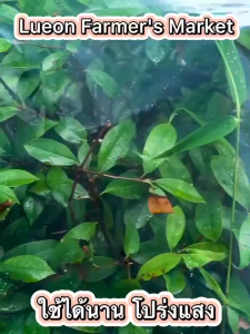 พลาสติกใส คลุมโรงเรือน หนา 150 ไมครอน ความยาวสั่งตัด UV7% หน้ากว้าง 6x10 เมตร