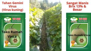 Benih Bibit Melon Madu MADURASA F1 10g setara 700 Butir dari Cap You Seed