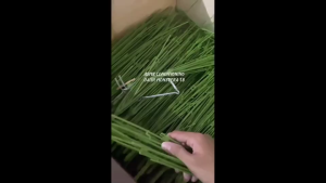 DAUN MONSTERA JUMBO 18 CABANG DAUN ARTIFICIAL POT BUNGA HIAS MURAH DEKORASI TANAMAN HIAS MURAH