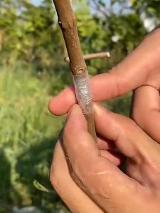 3cm×200m Nursery Grafting Tape Stretchable Moisture Fruit Tree Grafting Film Plastik Graft Tape