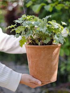 Chậu Hoa Gốm Đỏ Cổ Điển Thấm Hút Nước Cho Cây Cỏ Chậu Hoa Gốm Đất Sét Thô Phong Cách Cổ Điển Chậu Hoa Gốm Sứ Cho Cây Cỏ