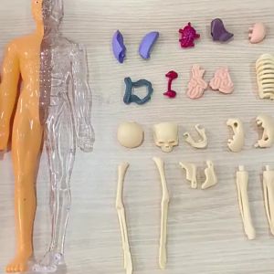 3D Human Body Torso Model For Anatomy Skeleton Removable Simulation Organ And Skeleton Detachable Bone Body Models New