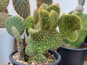 Opuntia microdasys cristata โอพันเทียไมโคเดซิสคริสตาต้าแพตตัดสด (โอพันเธียหูมิกกี้คริส)  ส่งแบบใบตัดสด ปลูกง่ายรากเดินเร็ว ส่งทั้งใบ