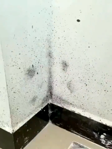 【ป้องกันราได้ 10 ปี】สเปรย์กำจัดเชื้อรา ผนังรา มุมขึ้นรา วอลล์เปเปอร์รา อัตราการฆ่าเชื้อสูงถึง 99% ความจุขนาดใหญ่ ทนทานต่อโรครา กำจัดเชื้อรา ไม่ทำร้ายผนัง 650 ml ขจัดเชื้ออราอย่างรวดเร็ว คราบเชื้อราติดผนัง น้ำยาฆ่าเชื้อรา สเปรย์ฆ่าเชื้อรา