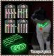 Jojo & Boy Petshop