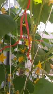 จุรินทรีย์ ปุ๋ย น้ำหมักมูลค้างคาว สุดยอดปุ๋ยเร่งดอก BIO BAT GUANO เพิ่มการออกดอก ออกผล