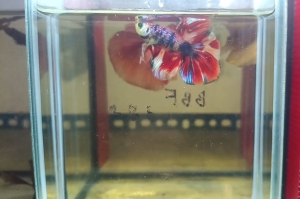 (Promo & choose) Betta Fish Halfmoon / longtail Male/ HM Multi Variant / Multicolour HM / Candy galaxy HM / Neon Hulk Multi HM / Candy Cooper HM/ can flare and healthy fish /. Free foam box.