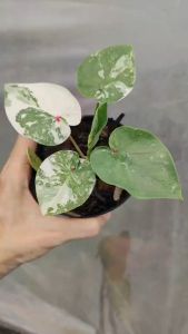 ลูกไม้ บอนสี บอนสียังไม่มีชื่อ Caladium