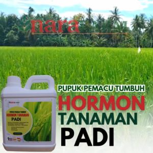 Pupuk hormon untuk tanaman padiObat hormon untuk padiSuper hormon penumbuh buah padiPupuk padi