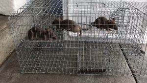 Perangkap Tikus / Sangkar tikus 3 Pintu 3 Tier Cat Cage 3 Lite Exterior Door - Lazada