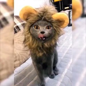 【Free Shipping】Cute Lion Mane Cat Wig Hat  Cat Lion Headdress Cover Puppy Kitten Dog Cat Hat Cap Party Costumes Photo Kucing