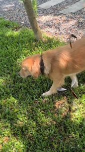 สเปรย์ตะไคร้หอมไล่ยุง ขนาด 1ลิตร สเปรย์ไล่ยุง สามารถใช้ได้กับเด็กและสัตว์เลี้ยง