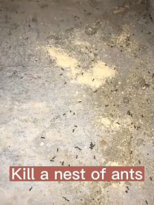 NINGER® Effective Insect Killer ant killing bait powder ant killer powder ant killer bait Pest Control Killer ant traps