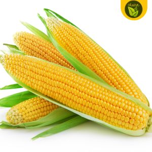 binhi 100 Seeds for Planting Yellow Sweet Corn