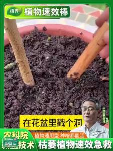 SG local sendPlant  Package Three-Color Plant Nutrition Bar Slow-Release Bar Universal Potted Flower Green Root Green Leaf Flower Fertilizer/7.30 QXUS