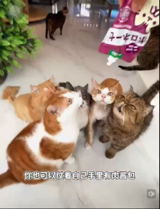 Pet Wet Food Pouch for Cats & Dogs Neeka Prebiotics Nutrient 100g Cat Treats Dog Treats