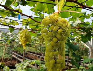 Bibit Anggur Import Banana Hasil Grafting Asli Valid
