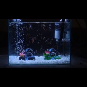 Tebing Mini untuk Aquarium Kecil Dekorasi Aquarium Batu Buatan ( MODEL F ) Unik Hiasan Aquarium Tebing Batu Aquascape Tanaman Air Buatan Sintesis Ornamen Murah Aksesoris Akuarium TIPE F1