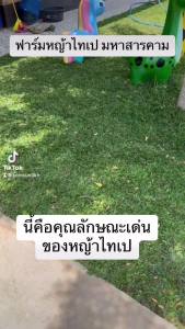 หญ้าไทเป พื้นที่ปลูก 4 ตารางเมตร ได้หญ้าหนัก 2 กิโลกรัม ปลูกแล้วไม่ได้ตัดอีก 100%