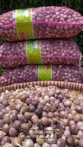 Bawang Putih 1 Kg Tunggal Lanang Kualitas Premium Import Super