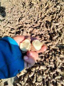 Củ Ngải chống Độc mọc rừng tự nhiên củ già to 500g