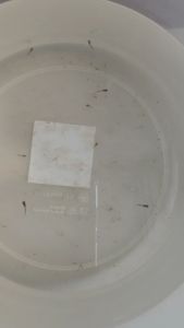 อาหารลูกปลาแรกเกิด ไรเบบี้ Ri BABY 50กรัม  ช่วยเร่งการเจริญเติบโต กินดี รอดเยอะ โตเร็ว แข็งแรง