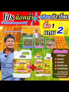 โปรน็อคน้ำ ซื้อ 1 แถม 2 แก้ปัญหาน็อคน้ำ ข้าวโพดต้นเหลือง ต้นม่วง แกนน้ำ ปุ๋ยฉีดข้าวโพด