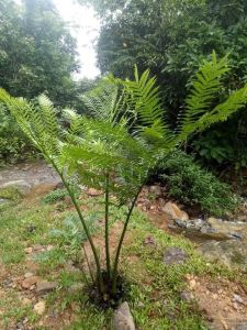 Cây dương xỉ vua(củ giống)