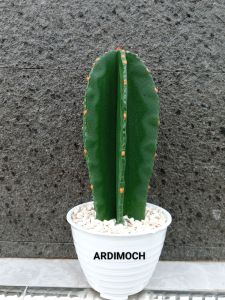 Kaktus koboi hiasan meja//kaktus palsu