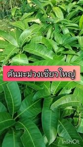 ต้นมะม่วงเขียวใหญ่ ขนาด 65 - 100 ซม. เนื้อผลขณะยังดิบรสหวานมันกรอบรับประทานเปล่าๆได้เลย หรือฝานจิ้มพริกเกลือ หรือน้ำปลาหวานอร่อยสุดๆ