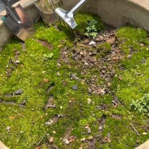 REMAX 3 PC Stainless Steel Mini Garden Tool Set Plant Tools Gardening ( Spade  Shovel  Rake ) Qaulity tools