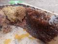 Madu klanceng murni /Madu Lebah Trigona/Kelulut,Madu Asam lambung/Madu Asam urat/Madu kuat. 