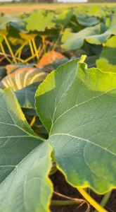 ศรแดง ฟักทอง ข้าวตอกไฮพลัส หมดอายุ 04/06/2570 ขนาด 100 กรัม ทนทานไวรัส ต้นแข็งแรง ทนร้อน ผลผลิตสูง กำไรงาม ขายง่าย