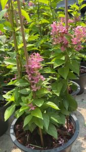 อเมริกันบิวตี้ ต้นอเมริกันบิวตี้ Ruspolia seticalyx Pink Ruspolia Prickly Bush Ruddy Rose