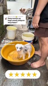[BUY 1 TAKE 1 FREE] AKIIKA 100% Natural Handmade Herbal Pet Soap Anti-Parasitic Odor Control Formula