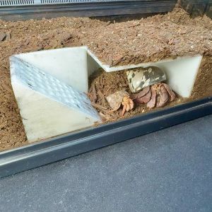 Hermit crab pond tree hermit crab decoration hermit crab accessories hermit crab toys/observation window