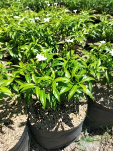 Pandacaqui Crepe Jasmine